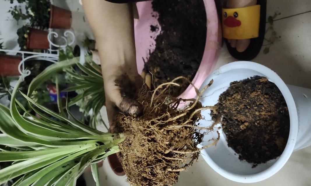 吊兰分株方法详解（轻松掌握吊兰分株技巧，让你的家居绿植更加繁茂）