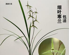 室内养兰花，你需要了解的安全问题（了解兰花毒性，保障您和家人的健康）