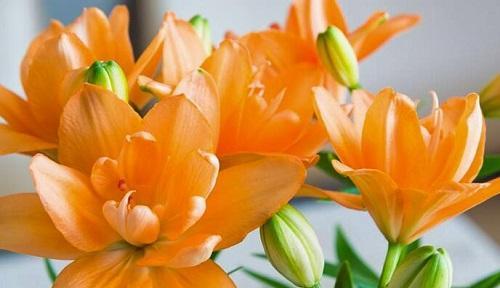 百合的生命周期（揭秘百合是多年生还是一年生的植物）