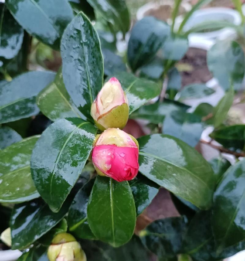 茶花树开花周期及养护方法（掌握茶花树的生长习惯，让其开花更绚烂）