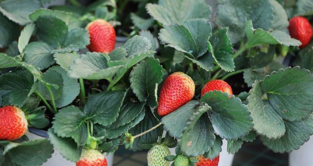 草莓的生态与用途（草莓的种植条件、繁殖方式、营养价值及食用方法）