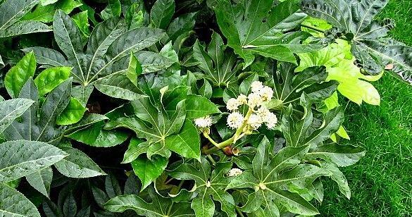八角金盘——耐阴植物之王（探究八角金盘的特性及种植技巧）