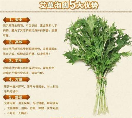 艾草种子的播种方法（从选种到管理，一步步教你种好艾草）