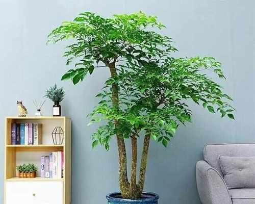 聚财树养殖的方法与注意事项（打造家居装饰的理想植物）