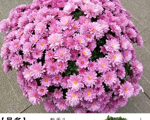 菊花修剪大全（手把手教你如何修剪菊花，让花开得更美）