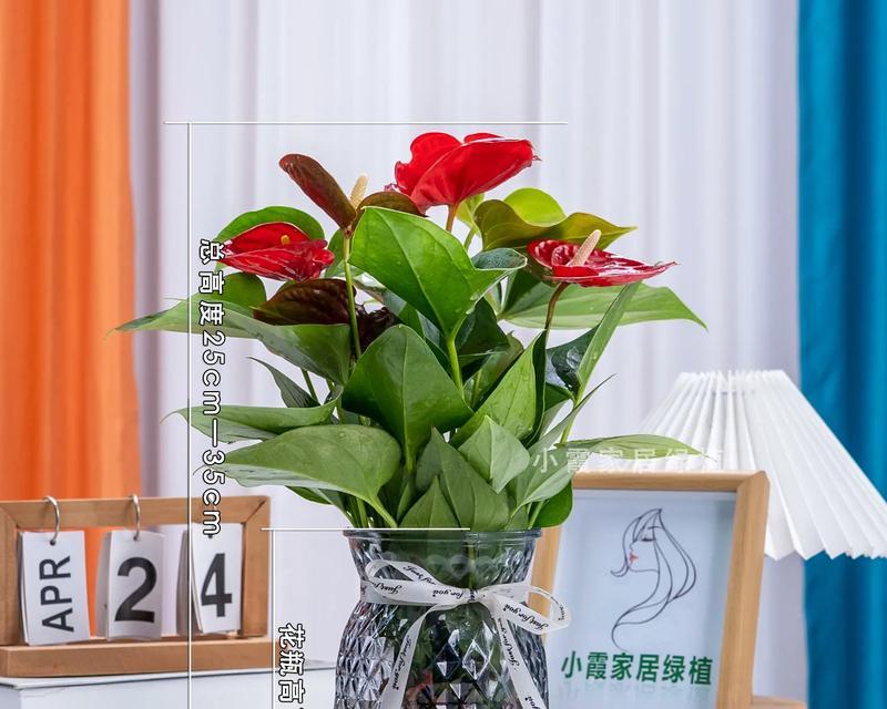 红掌水培与土培的优缺点对比（探究红掌在水培和土培中的生长表现，为您的栽培提供参考。）