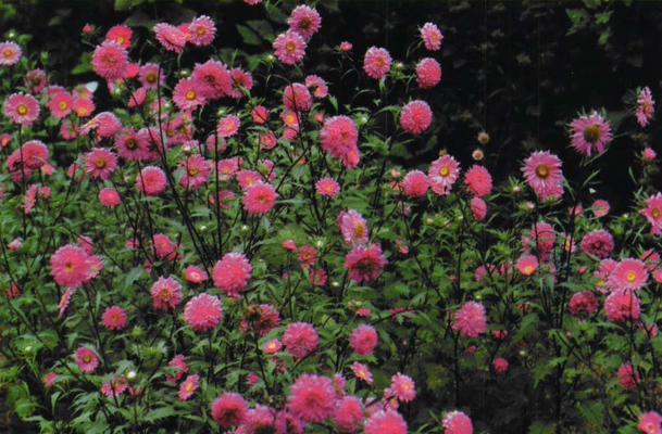翠菊——一年生还是多年生？（探究翠菊的生命周期和特点）