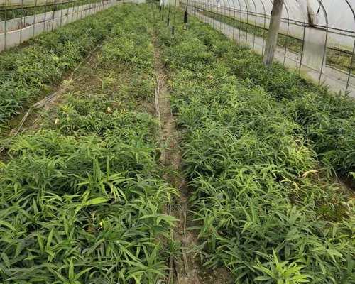 黄精种植全攻略（春季或秋季，选择适宜的时机种植，收获好品质）