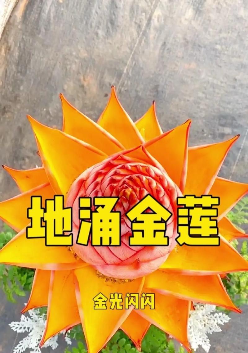 地涌金莲开花后的处理方法（如何让地涌金莲绽放更美的花朵）