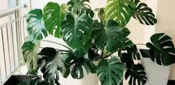 探寻植物界的“懒人”（探寻植物界的“懒人”）