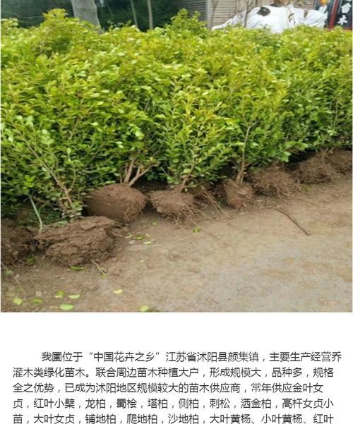 黄杨种子的播种方法（从选择到收获，一步步教你种好黄杨）
