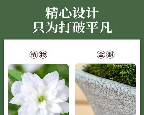 姬月季如何科学浇水（掌握正确浇水频率，助力花草健康成长）