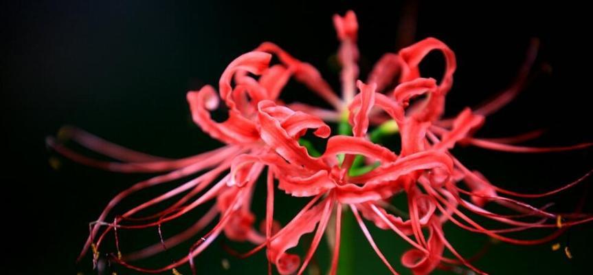 彼岸花为什么不开花？（探究彼岸花不开花的原因及解决方法）