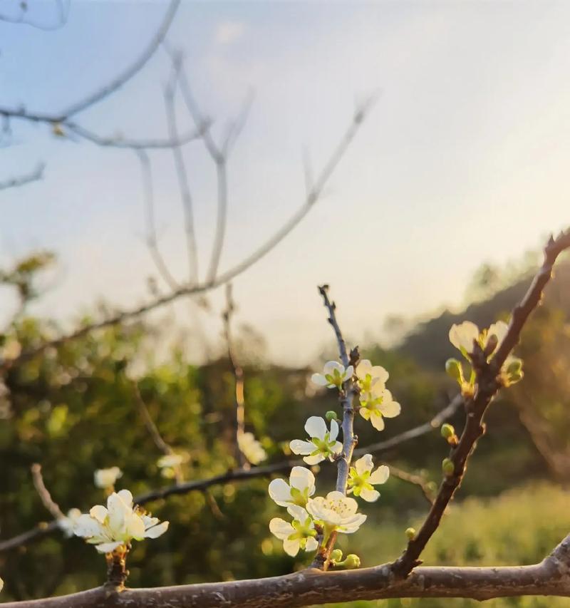 李子几年开花结果（探究李子的生长周期及优化管理方法）