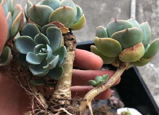 多肉的种植时间与方法（打造你的专属多肉花园）