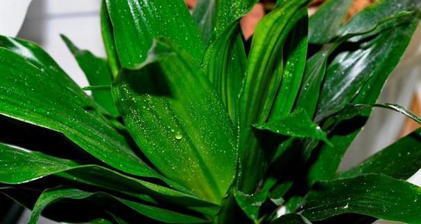 种万年青（家庭种植指南）
