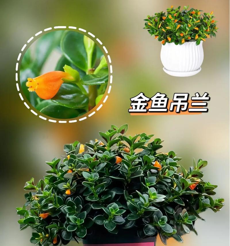 如何正确浇水金鱼花？（金鱼花浇水方法与注意事项）