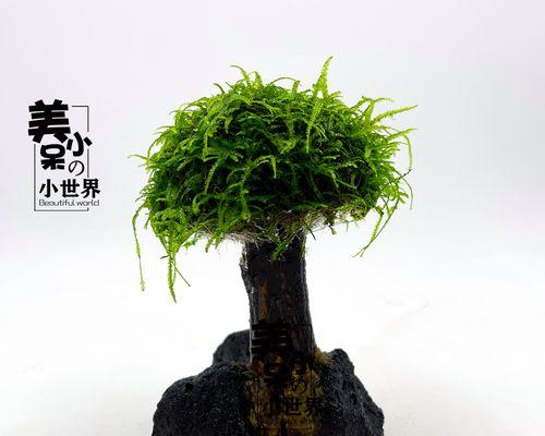 垂泪莫斯怎样养长？（养护技巧，让你的垂泪莫斯长得更健康）