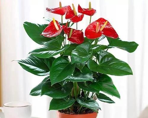 火鹤花的家庭养法（从种植到繁殖，轻松享受色彩丰富的花海）