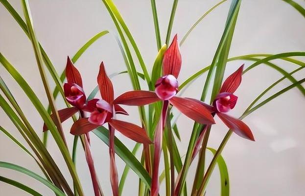 兰花品种大全（选择最适合你的兰花品种）