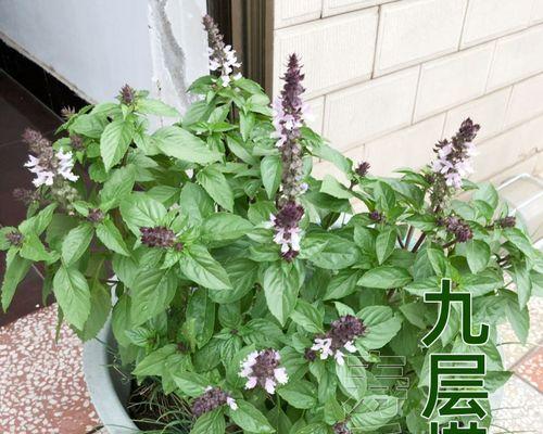九层塔开花了还能吃吗？（美味与美丽的平衡点，解析九层塔开花的利弊）