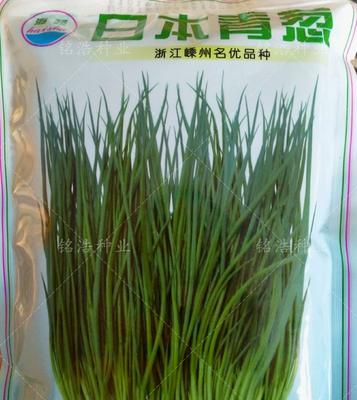 葱种子的最佳播种时间（影响葱种子生长的因素与如何选择最佳时间）