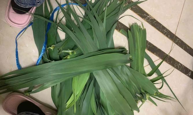 包粽子必备——这些叶子是什么植物的叶子？（探秘包粽子的原料来源，解析叶子的特点和使用方法）
