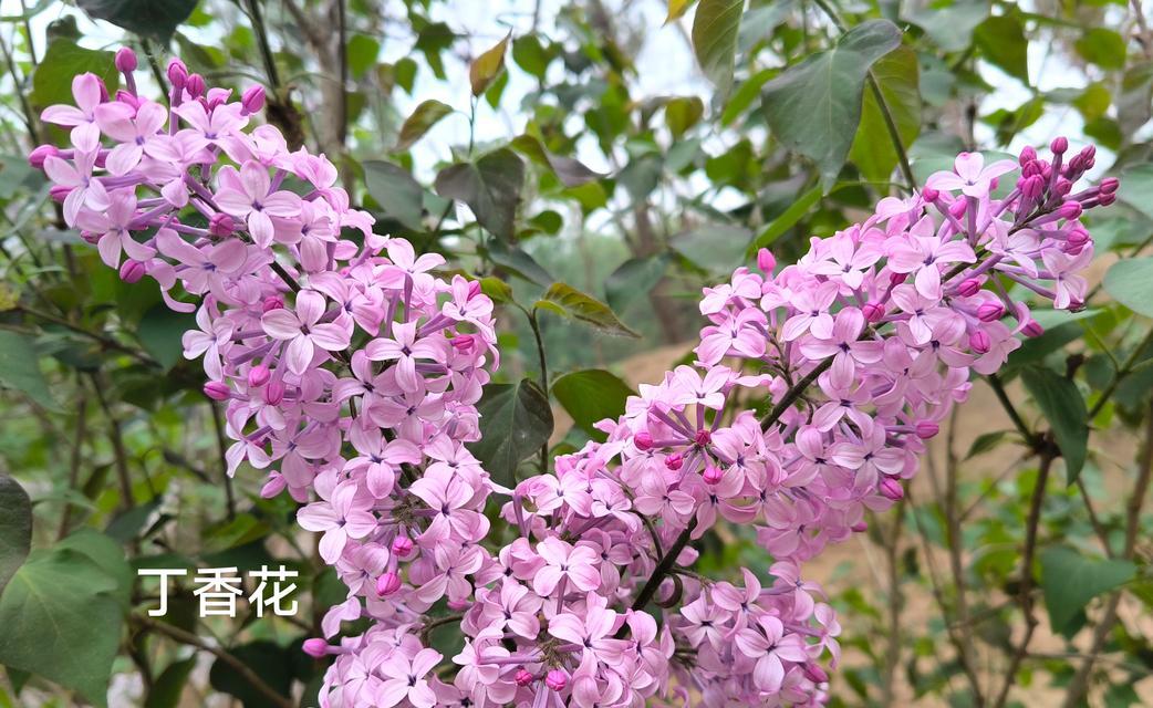 丁香花开放季节及特点（春季赏花的最佳选择）