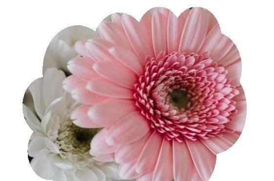 粉色雏菊（深入剖析这种花卉所传递的15种情感、15种象征和15种期望）