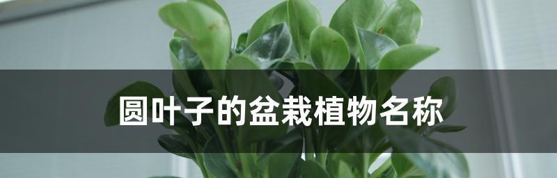 旱金莲水培养殖方法（简单易行的水培技巧，让旱金莲开花更美丽）
