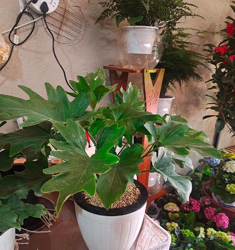 和顺树的风水作用与寓意（探究和顺树的文化价值与风水学应用）