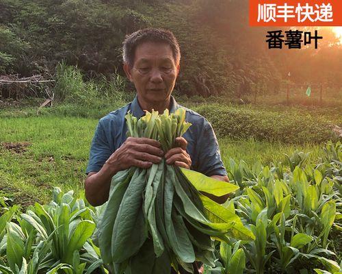 番薯种植的最佳时间（让你轻松掌握番薯种植技巧）