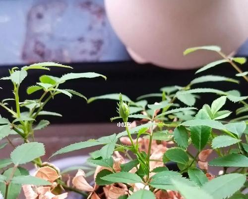 姬月季的浇水方法（合理的浇水频率与方法让姬月季更美丽）