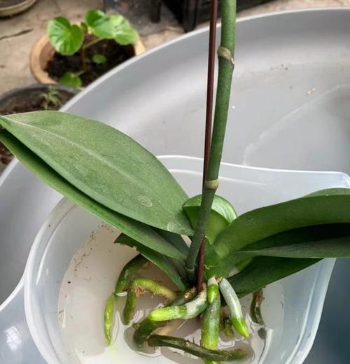 蝴蝶兰的种植技巧（详细介绍上盆方法与注意事项）