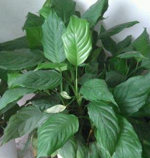 种万年青，让家里更美丽（家里能否种植万年青？如何打理？）