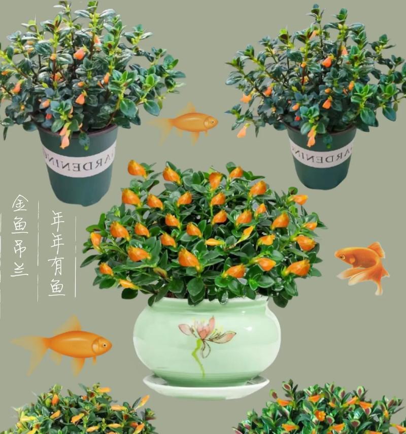 金鱼花浇水，正确方法让它更美丽（教你如何正确浇水，八个方面重点介绍）