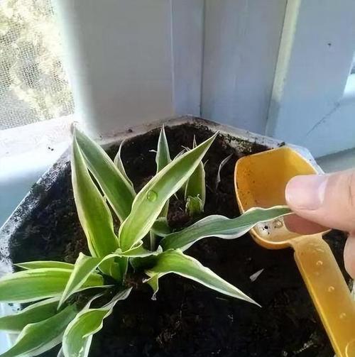 家里种吊兰风水好吗？（种吊兰的风水学说解析，让家居气场更加和谐）