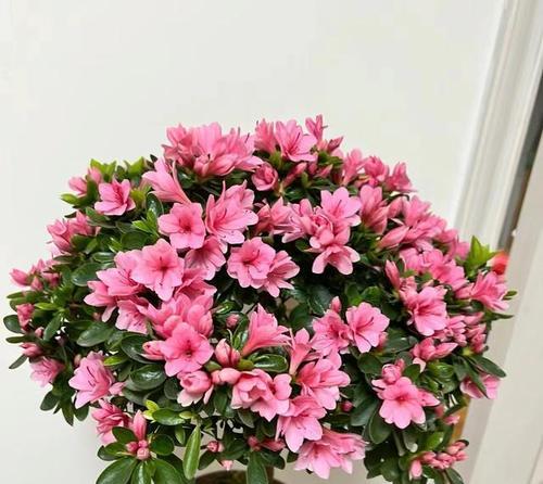 杜鹃花竟然能在秋天绽放（秋天来临，杜鹃花再次迎来开花期）