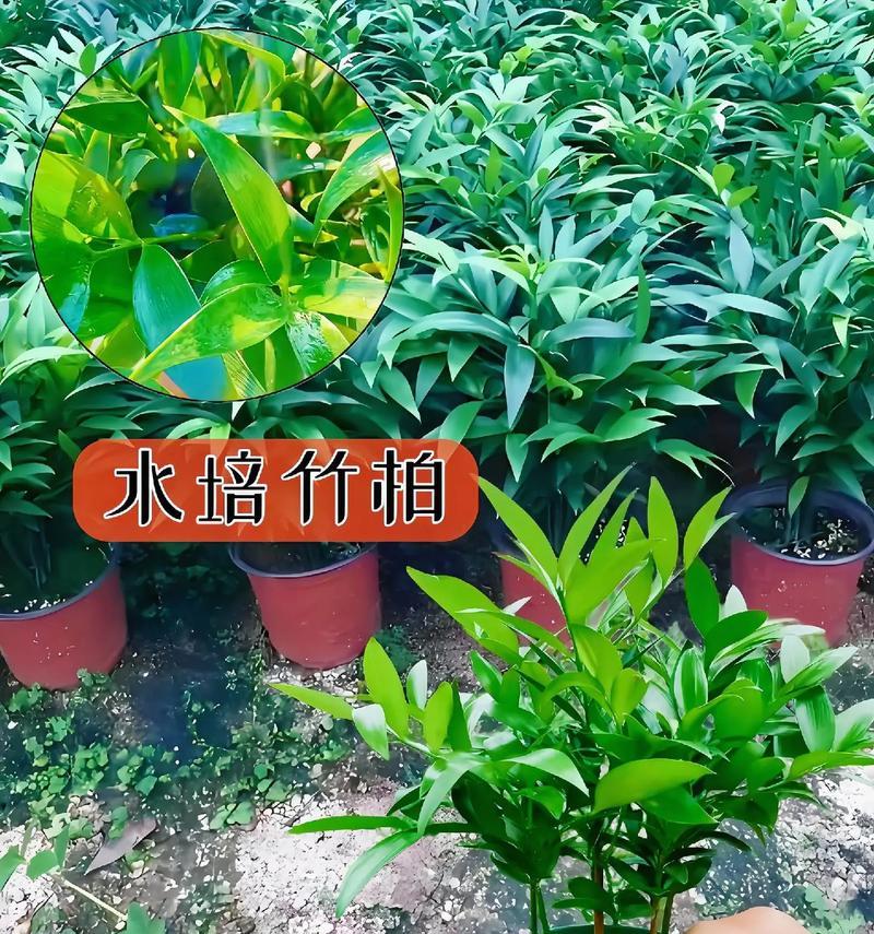 全面了解巧克力色泽的方法与技巧（如何正确护理您的巧克力色泽，从而促进植株生长？）