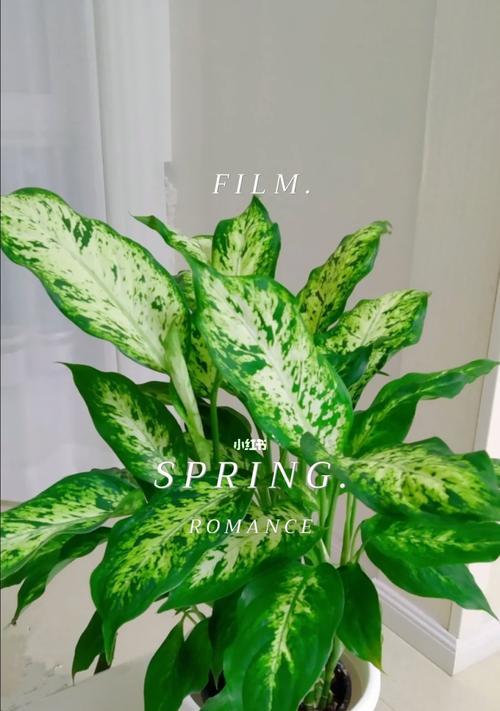 花叶万年青开花的美丽奇迹（探秘花叶万年青开花的奥妙）