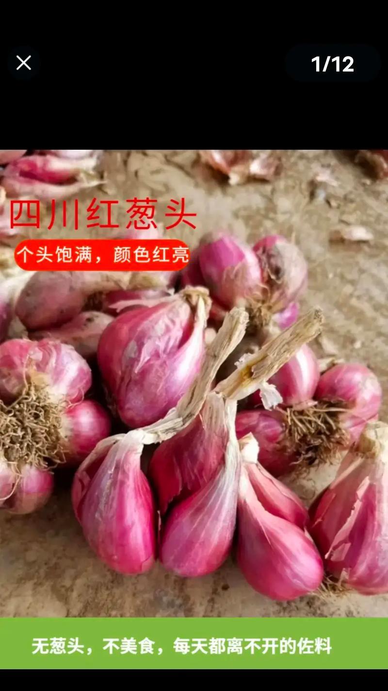 火葱的种植技巧详解