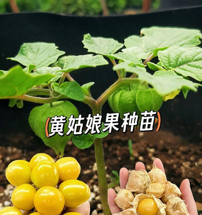 姑娘果也适合盆栽！（姑娘果盆栽方法，让您家中更有生机）