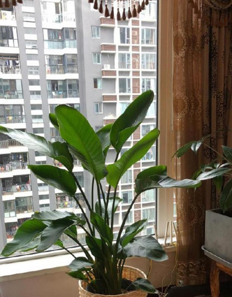 办公室放鹤望兰的好处（打造舒适办公环境，提高员工效率）