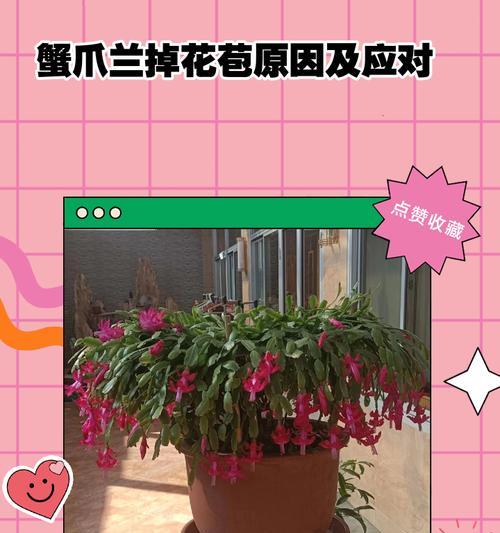 蟹爪兰长花苞烂根的补救方法（教你如何拯救长花苞烂根的蟹爪兰）