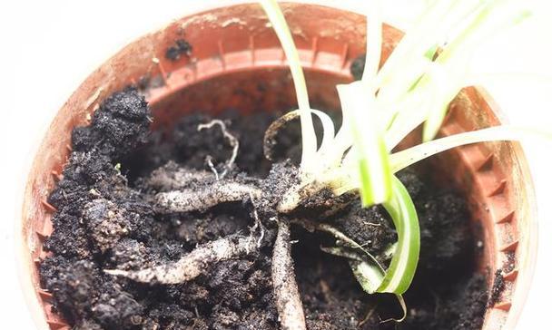 用土养兰花的方法（无土种植兰花，节约成本又实用）