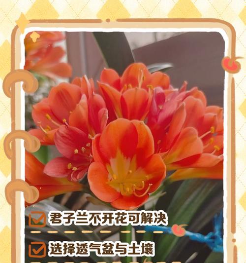 君子兰晒干后的处理方法（如何恢复晒干的君子兰健康生长）