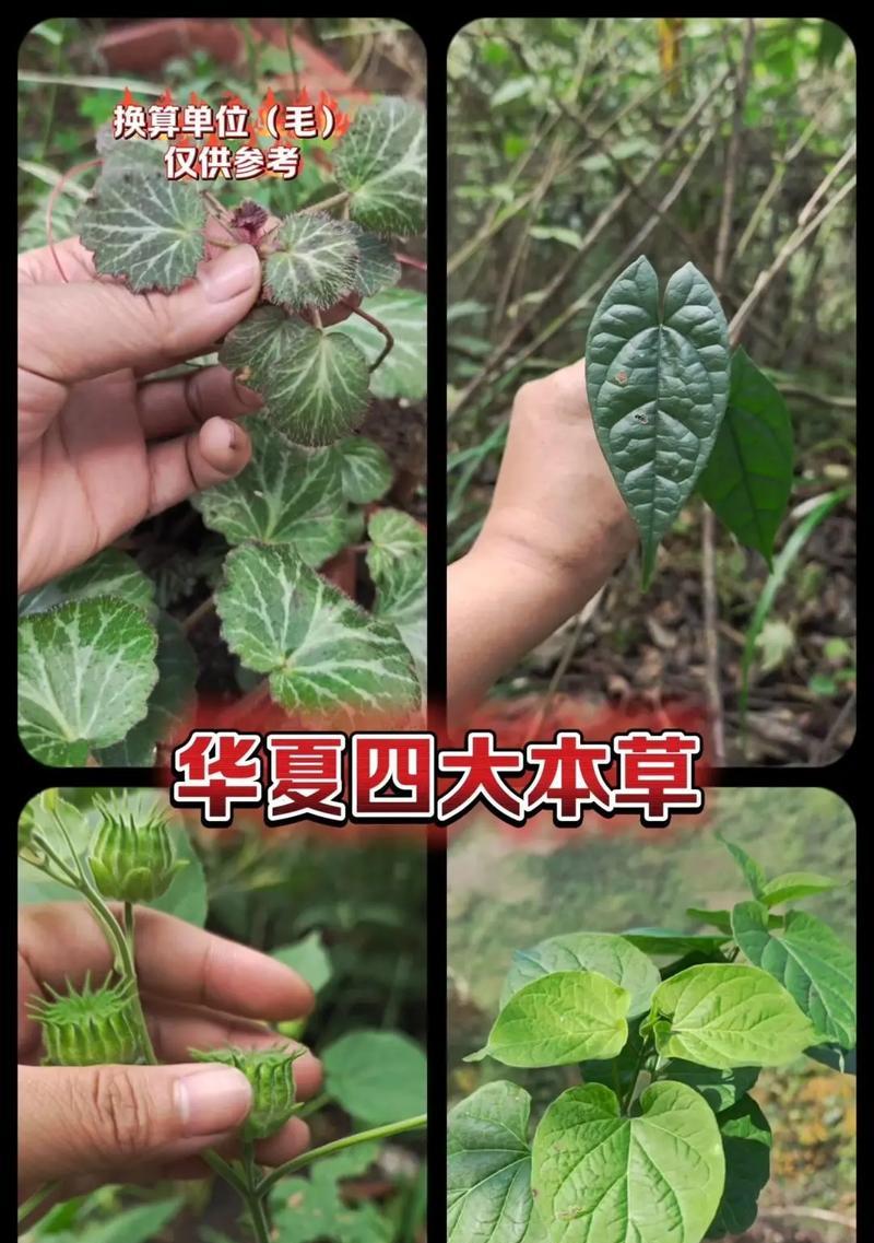 绿虎耳怎么养，打造绿意盎然的居家环境（养护技巧分享，一起来欣赏绿虎耳的魅力）