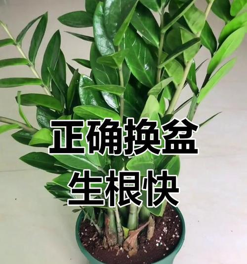 如何正确分盆金钱树以促进生长（解决金钱树太密问题，让它茁壮成长）
