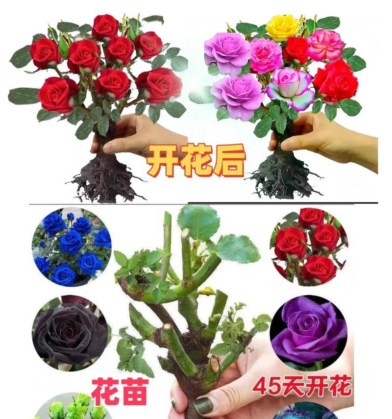 以老根玫瑰的移载技巧（让你的玫瑰花苗生根更快更健壮）