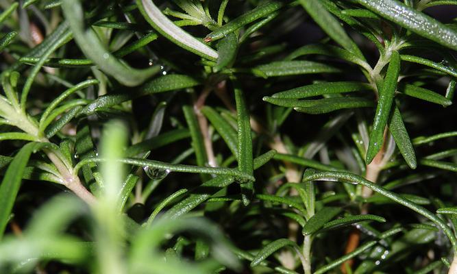 迷迭香在卧室的应用（提高睡眠质量的小秘诀）